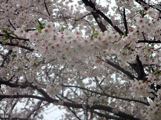 写真:桜8