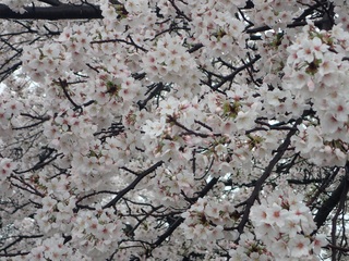 写真:桜10