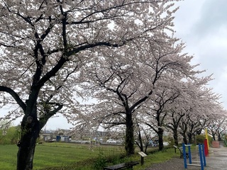 写真:桜11