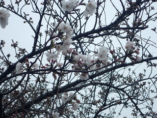 写真:桜16