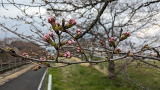 写真:桜24