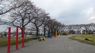 写真:桜25