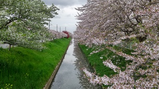 写真：大排水路1