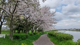 画像：権現堂川沿い1