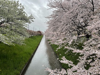 写真：令和6年4月9日現在大排水路1