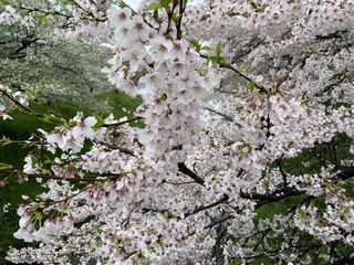 写真：令和6年4月9日現在大排水路2