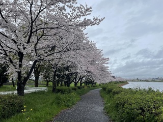 写真：権現堂川沿い（太平橋付近）1
