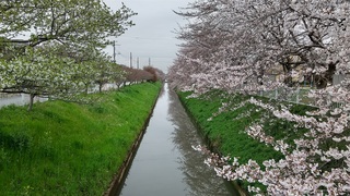 写真：令和6年4月5日大排水路（南栗橋7丁目桜橋付近）1