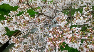 写真：令和6年4月5日大排水路（南栗橋7丁目桜橋付近）2