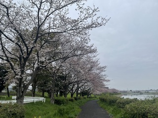 写真：令和6年4月5日権現堂川沿い（太平橋付近）1