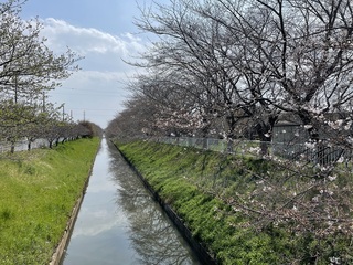写真：令和6年4月1日現在大排水路（南栗橋7丁目桜橋付近）1
