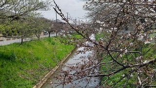写真：令和6年4月1日現在大排水路（南栗橋7丁目桜橋付近）2
