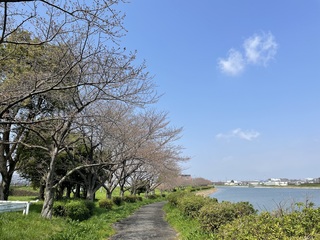 写真：令和6年4月1日権現堂川沿い（太平橋付近）1