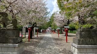 写真:桜1