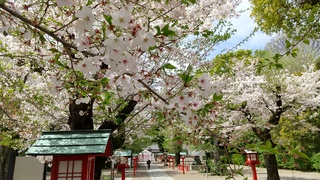 写真:桜2