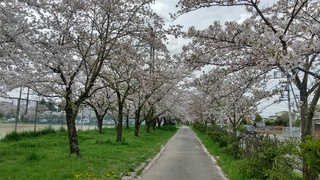 写真:桜3