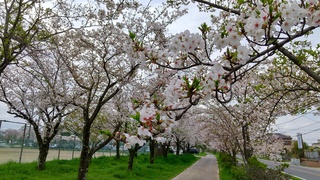 写真:桜4