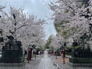 写真:桜5