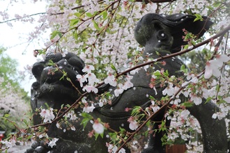 写真:桜6