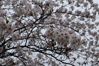 写真:桜8