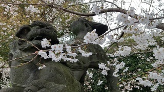 写真:桜10