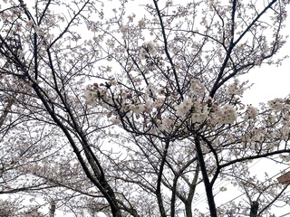 写真:桜12