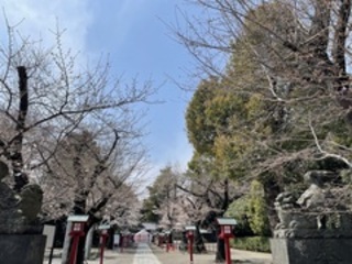 写真:桜13