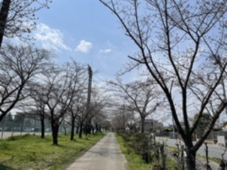 写真:桜15
