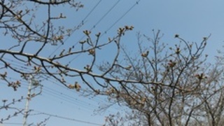 写真:桜16
