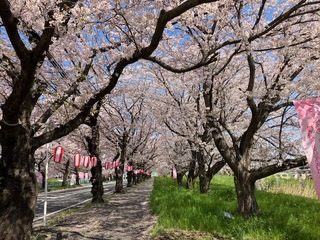 写真：清久の桜1