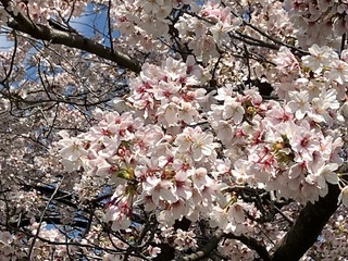 写真：清久の桜2