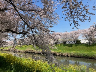 写真：青毛堀川の桜1