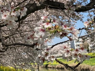 写真：青毛堀川の桜2