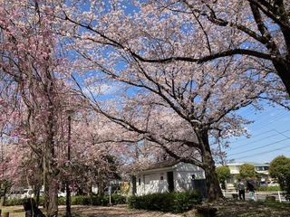 写真：吉羽公園の桜1