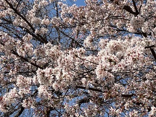 写真：吉羽公園の桜2