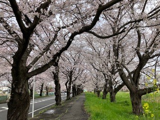 写真：清久の桜1