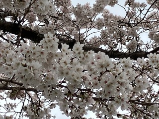 写真：清久の桜2