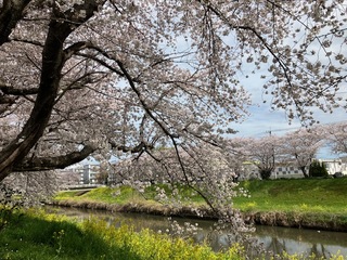 写真：青毛堀川の桜1
