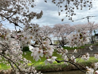 写真：青毛堀川の桜2