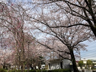写真：吉羽公園の桜1