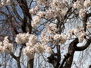 写真：吉羽公園の桜2