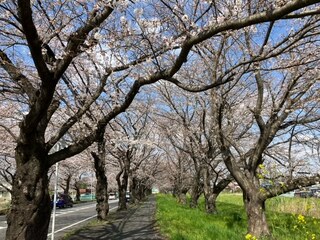 写真：清久の桜1