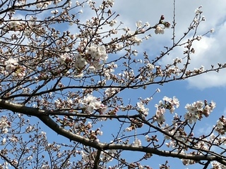 写真：清久の桜2