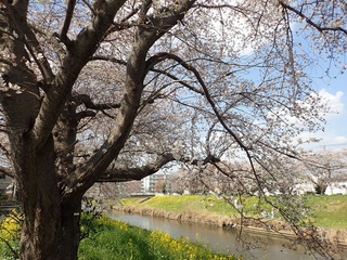 写真：青毛堀川の桜1