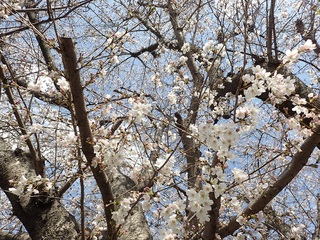 写真：青毛堀川の桜2