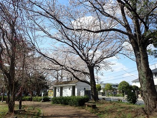 写真：吉羽公園の桜1