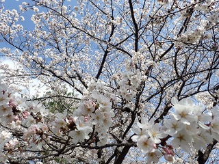 写真：吉羽公園の桜2