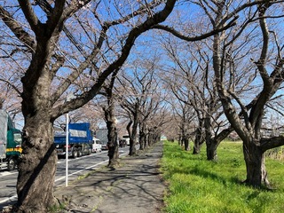 写真：清久の桜1