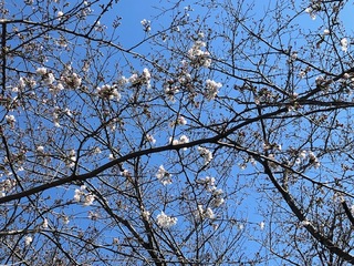 写真：清久の桜2