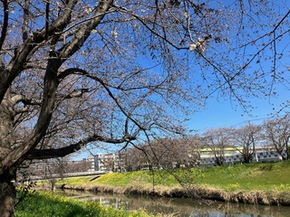 写真：青毛堀川の桜1